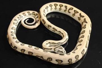 Jaguar Pythons - Amazing Amazon